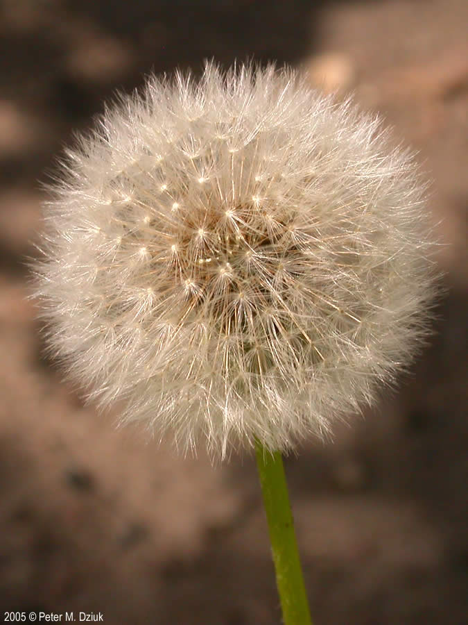 dandelion