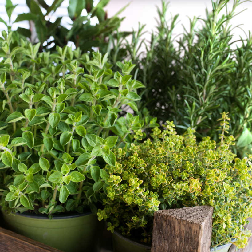 how to dry herbs