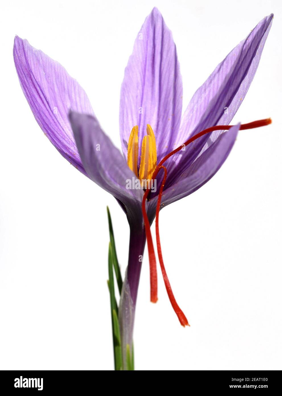 crocus sativus