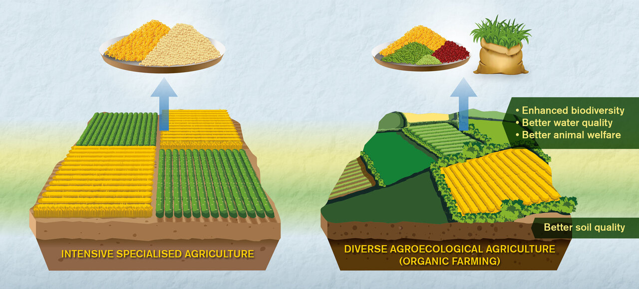 conventional farm