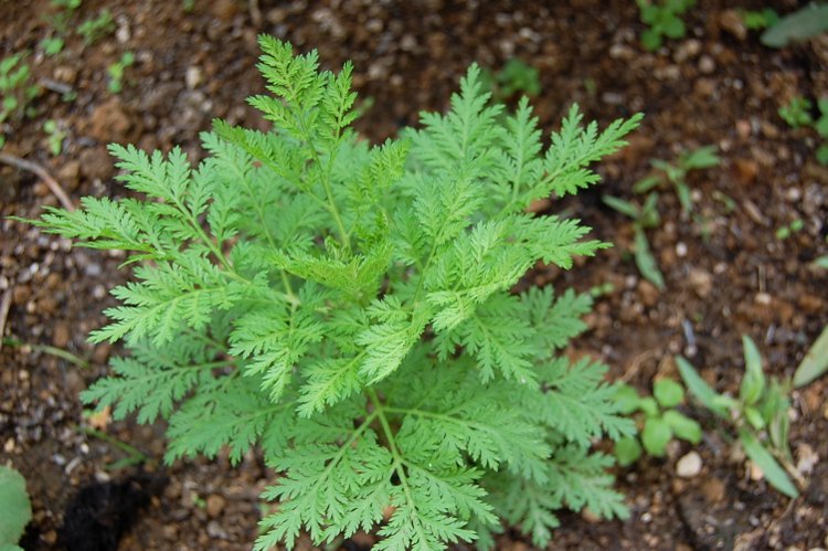 artemisia annua