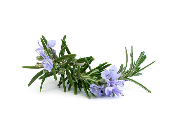 rosemary