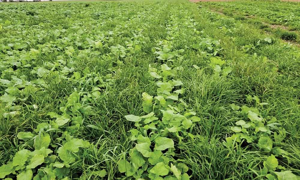 cover crops