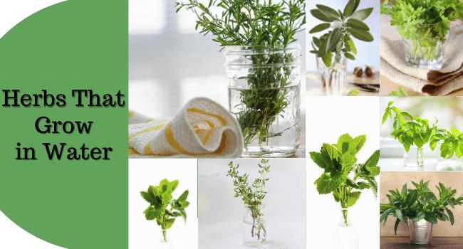 herbs that grow in water