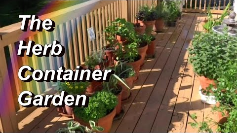 More Tips for Your Herb Container Garden! Basil, Oregano, Mint, Cilantro, Tarragon