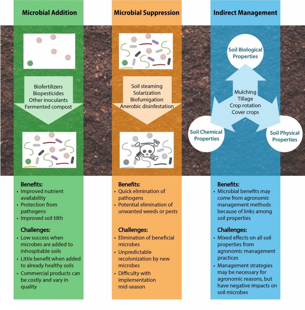 Organic farming practices for soil health