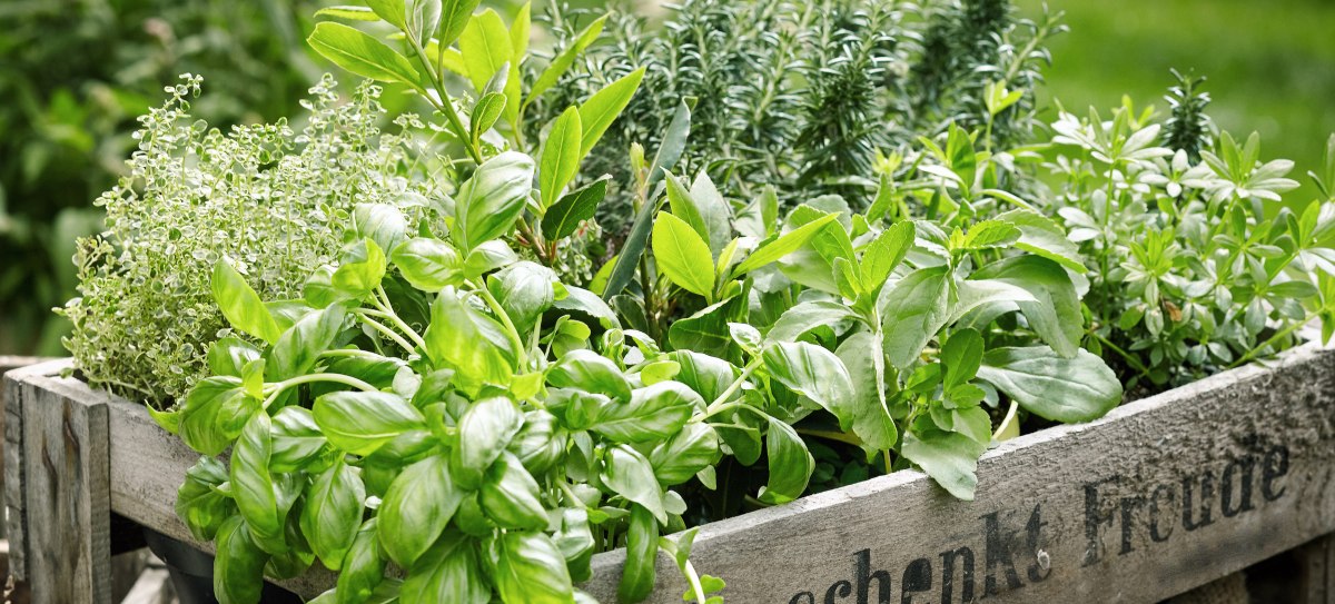 Top 10 Herbs to Grow and sell for Profit