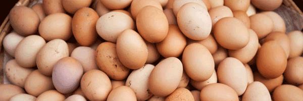 Organic eggs for ethical and healthy protein