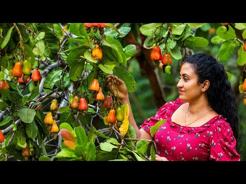 Traditional Cashew Apple & Nut Recipes 🍎 Delicious Fruit Dishes from Sri Lanka (Village Food)