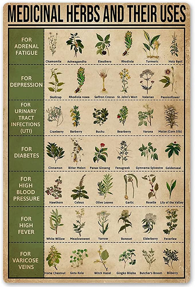 Top 20 Healing Herbs for Women and Men