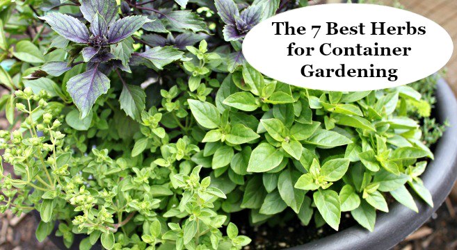 More Tips for Your Herb Container Garden! Basil, Oregano, Mint, Cilantro, Tarragon