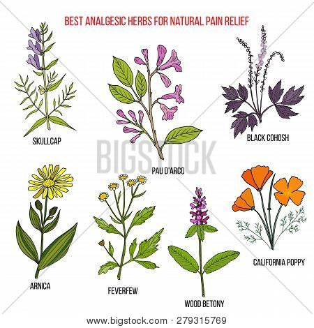 Herbs for natural pain relief