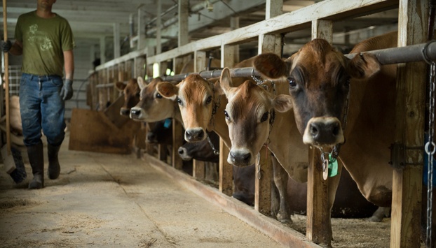 Creating A Better Dairy Alternative