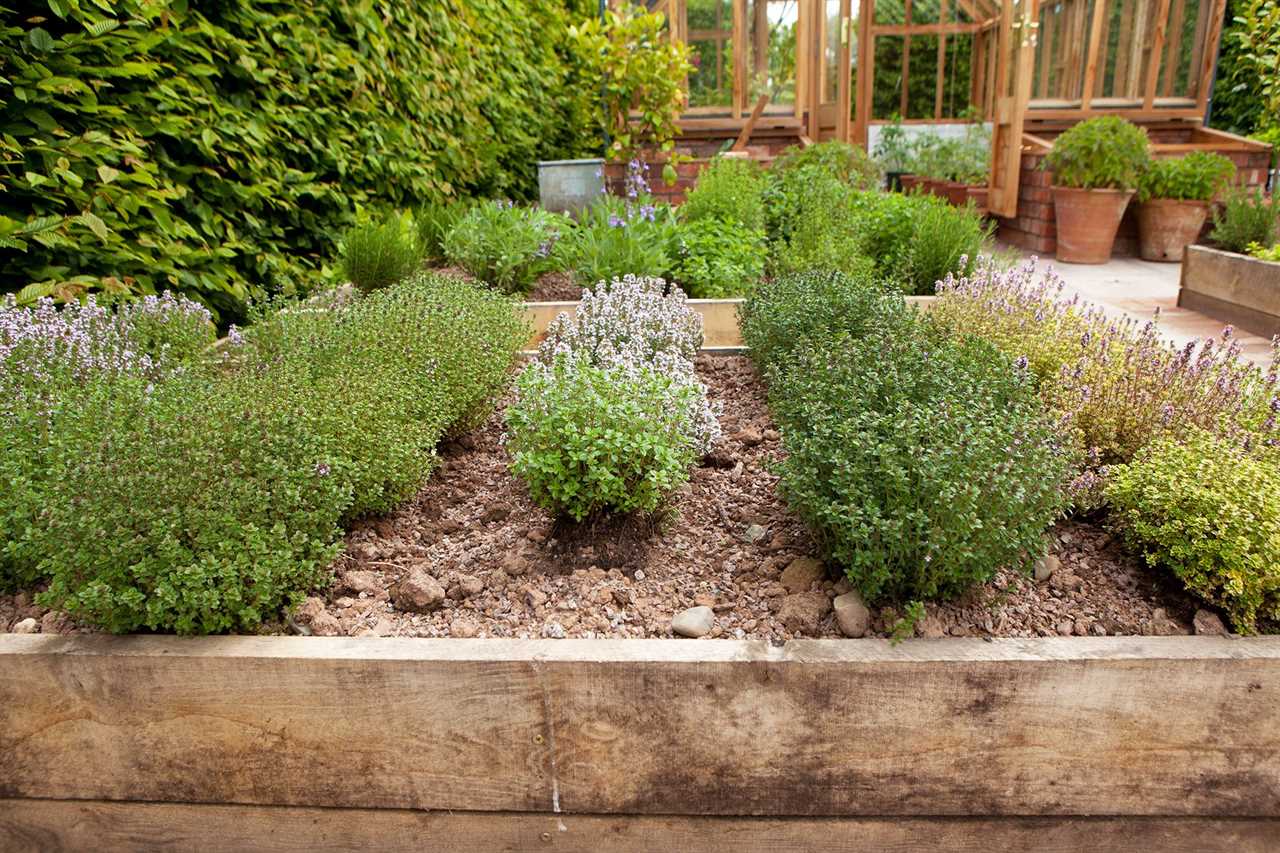 Lemon Herbs my favorite Herbs of the Week with Info from Kathy Musser