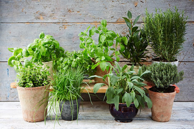 Container Herb Garden [Gardening Allotment UK] [Grow Vegetables At Home ]