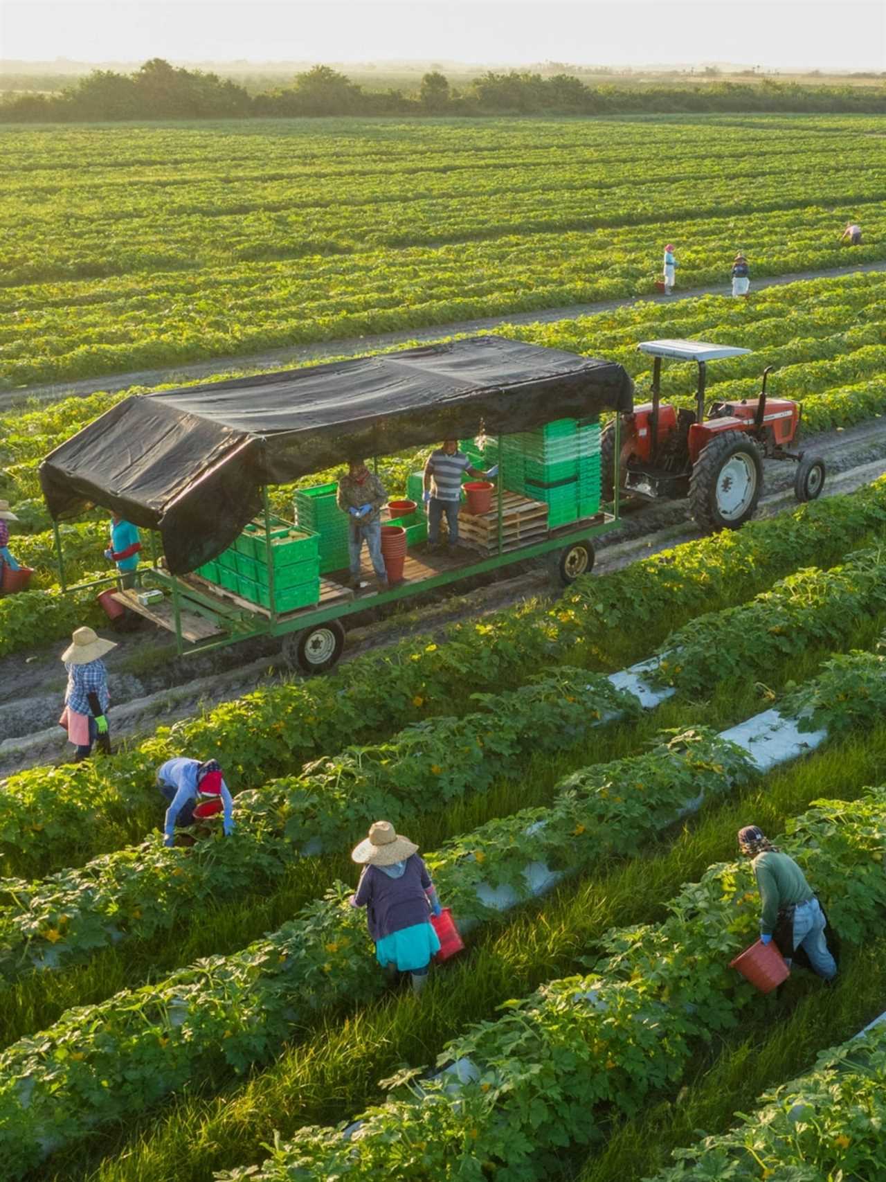 the-difference-between-organic-and-conventional-farming