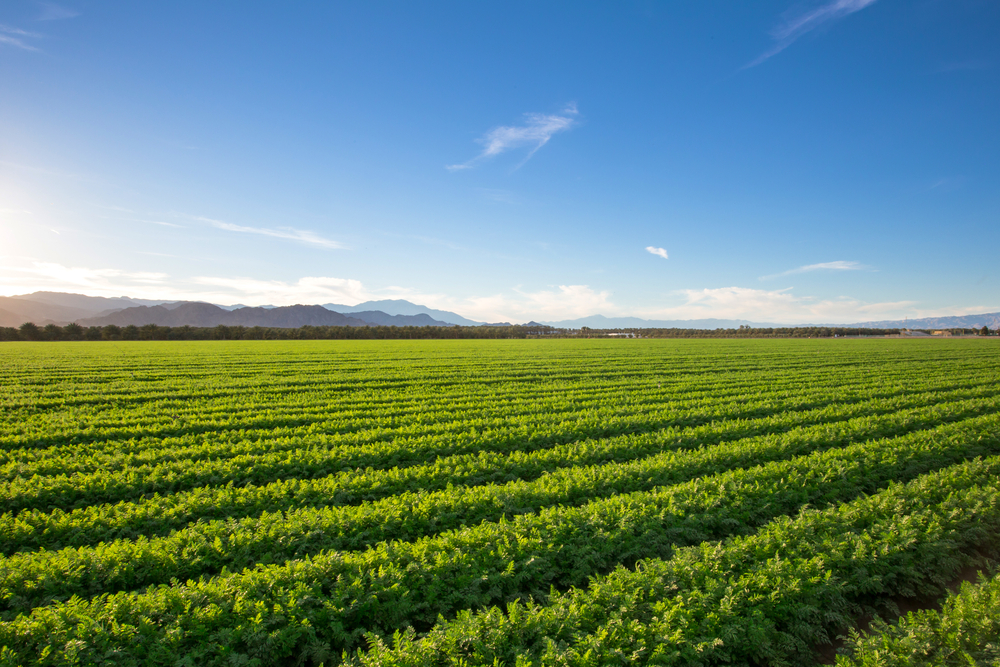 Baking Soda Pesticide and Fungicide Spray