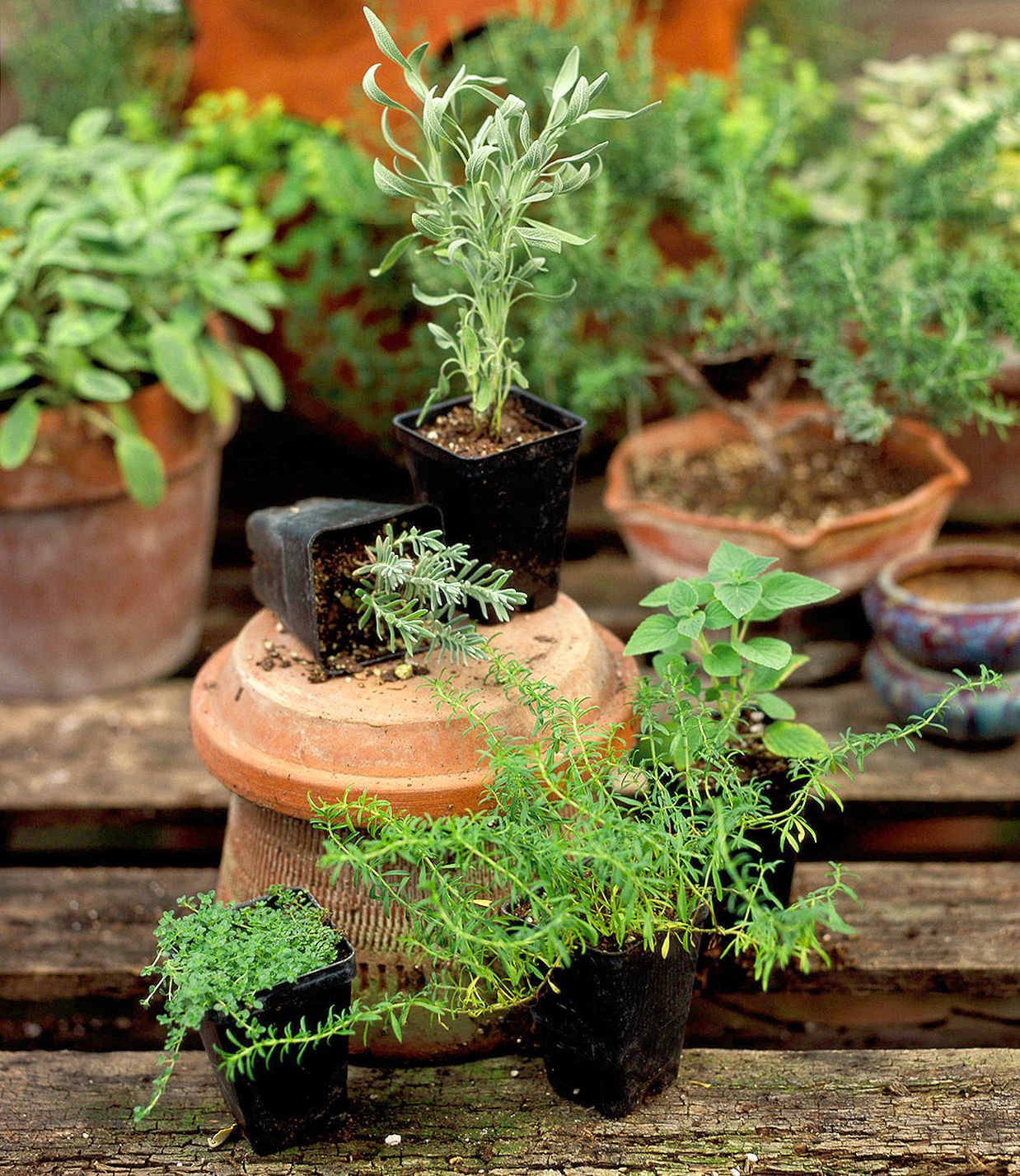 On sunny spring day in the village, two young women gathered herbs from the yard and prepared lavash