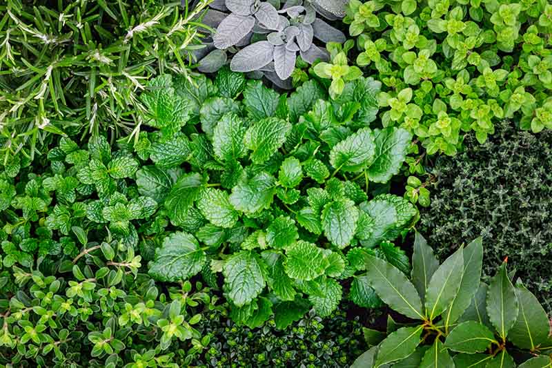 On sunny spring day in the village, two young women gathered herbs from the yard and prepared lavash