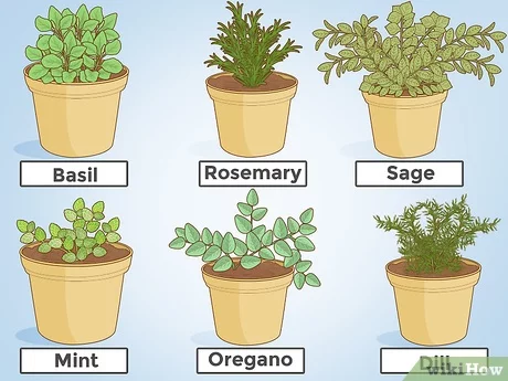 8 Best Herbs For 𝗜𝗻𝗰𝗿𝗲𝗮𝘀𝗶𝗻𝗴 𝗧𝗲𝘀𝘁𝗼𝘀𝘁𝗲𝗿𝗼𝗻𝗲 (Clinically Proven)