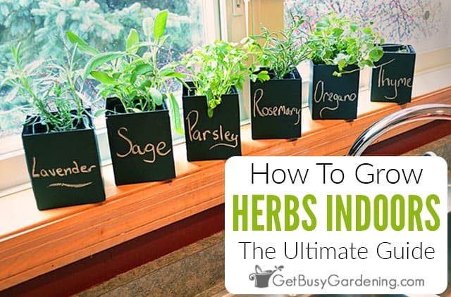 Top 5 Indoor Herbs To Grow #shorts