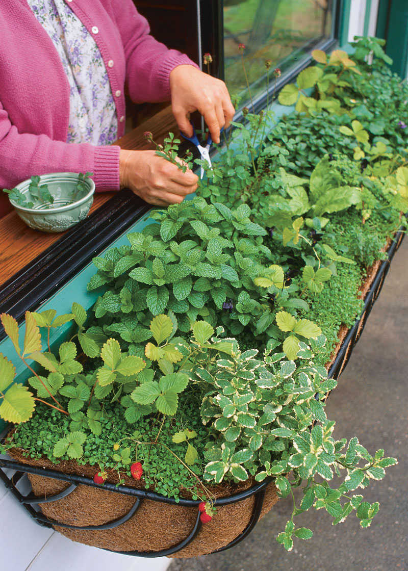 Spring Clean in the Front Gardens, How to Use Mini Greenhouses & Cool News! ✂️👩‍🌾🌷// Suburban Oasis