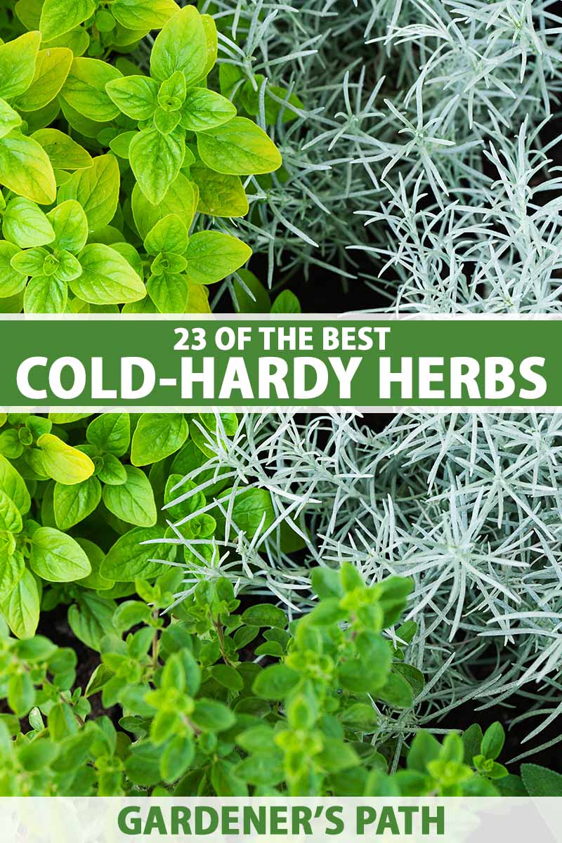 Top 5 herbs to grow in your own home