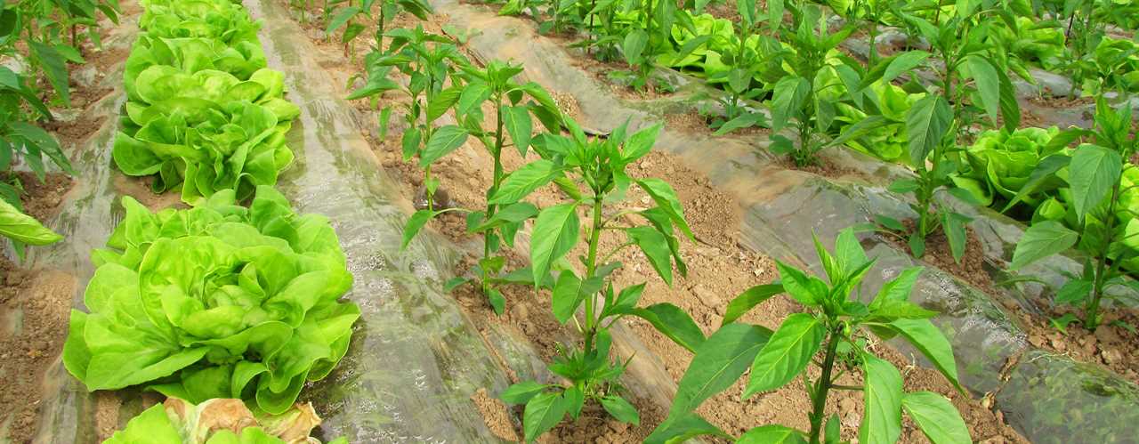 How To Grow 69 Millions Of Cucumbers In Greenhouse And Harvest - Modern Agriculture Technology