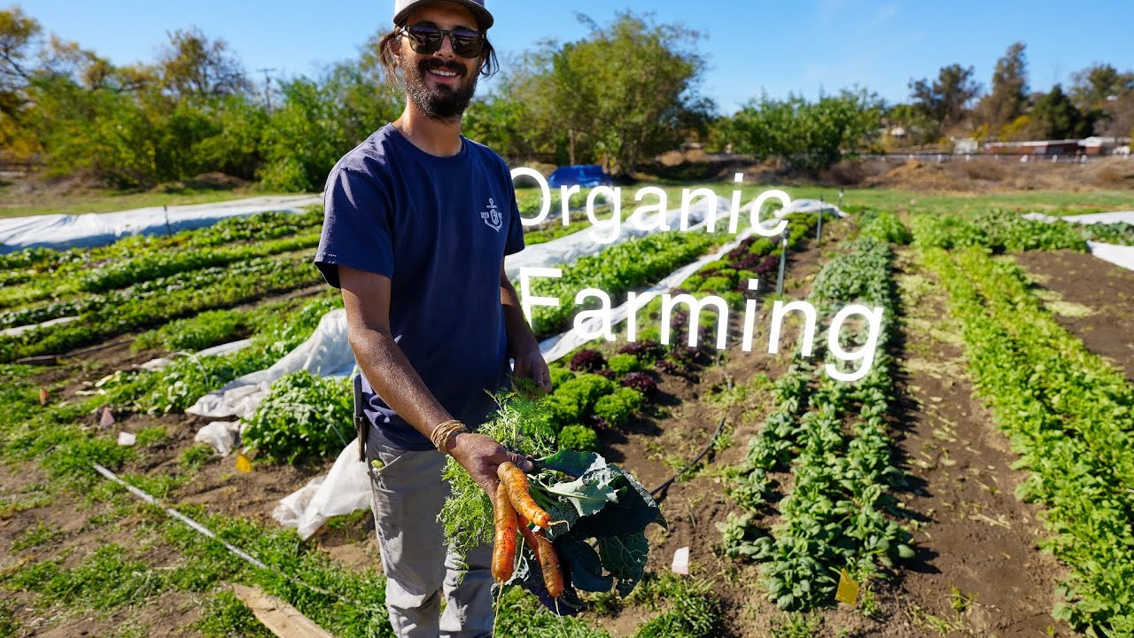 How to Best Build Soil to Increase Profit When Organic Farming