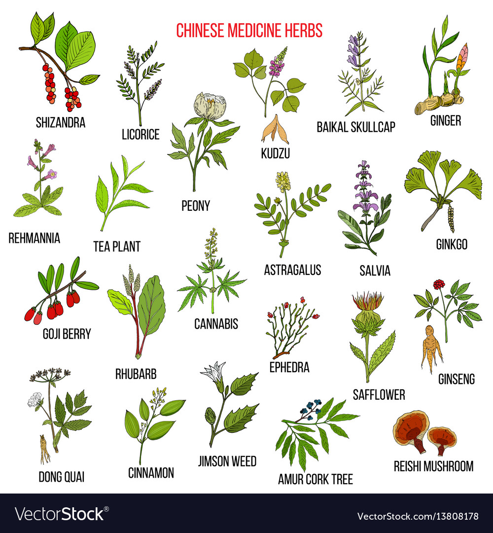 5 Easy Medicinal Plants to Grow in Cold Climates