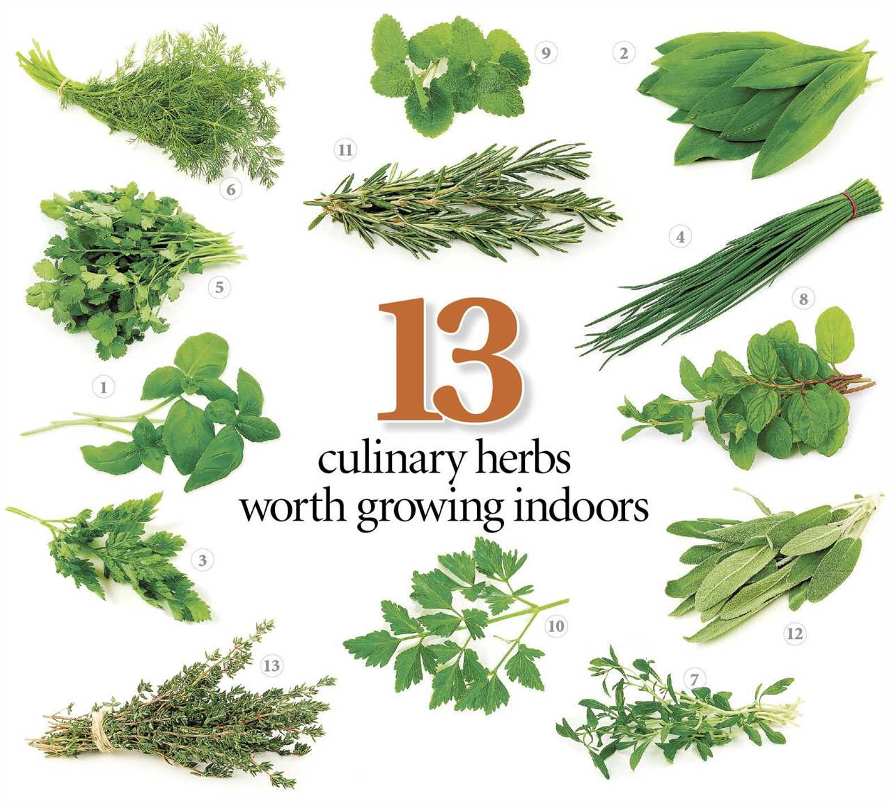 Herbs for Spring Fever