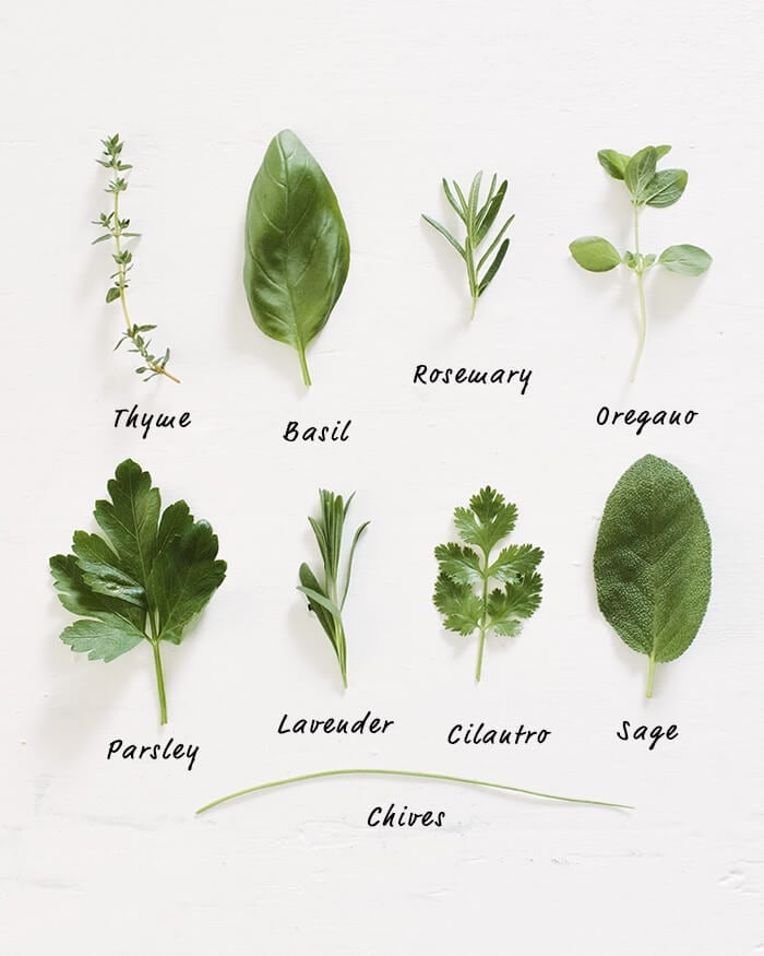 Herbs for Spring Fever