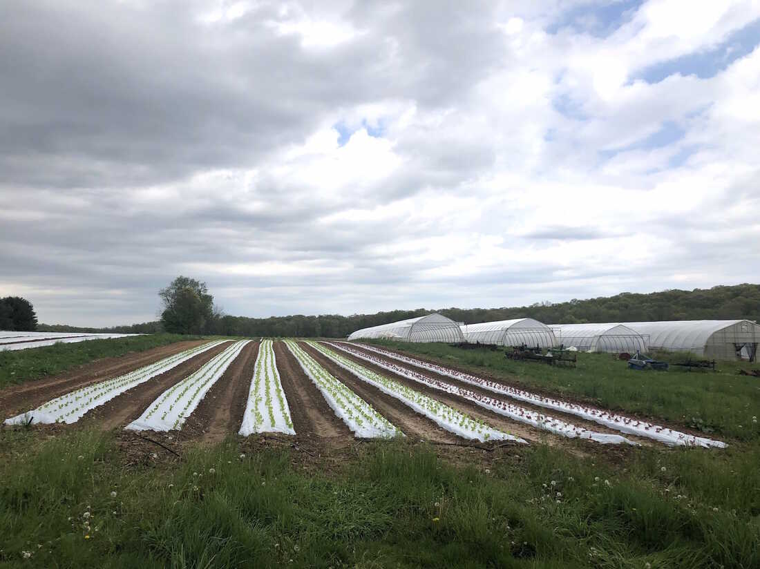 Normal Guy Quits JOB to Farm (pastured chickens)