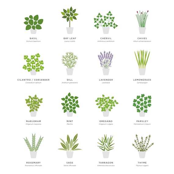 10 Fastest Growing Crops for Your Garden