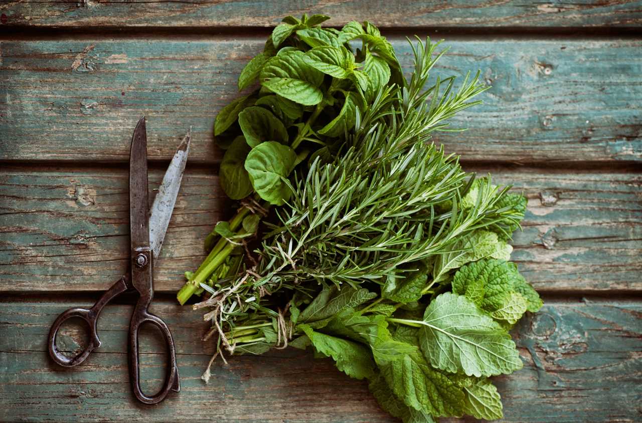 FRESHEST PASTA SALAD  FOR THIS SUMMER : lemon, fresh herbs and mint