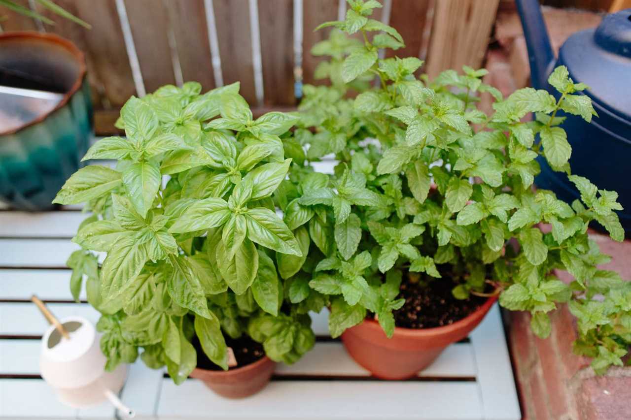 FRESHEST PASTA SALAD  FOR THIS SUMMER : lemon, fresh herbs and mint