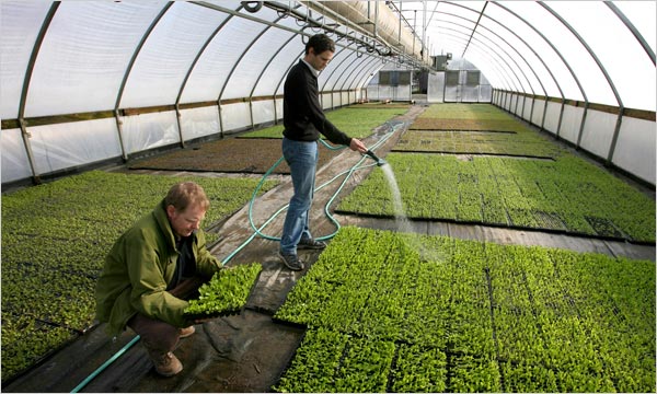 HARVESTING OUR FARM CROPS