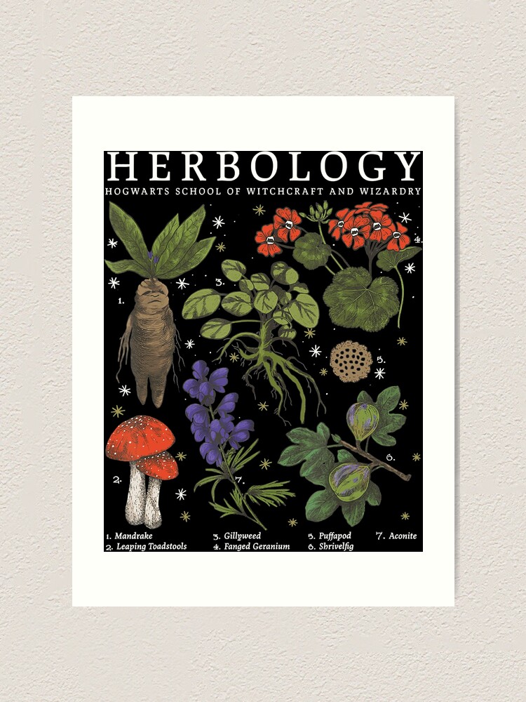 👍 Medicinal Herb Collaboration, Herbology in the Food Forest