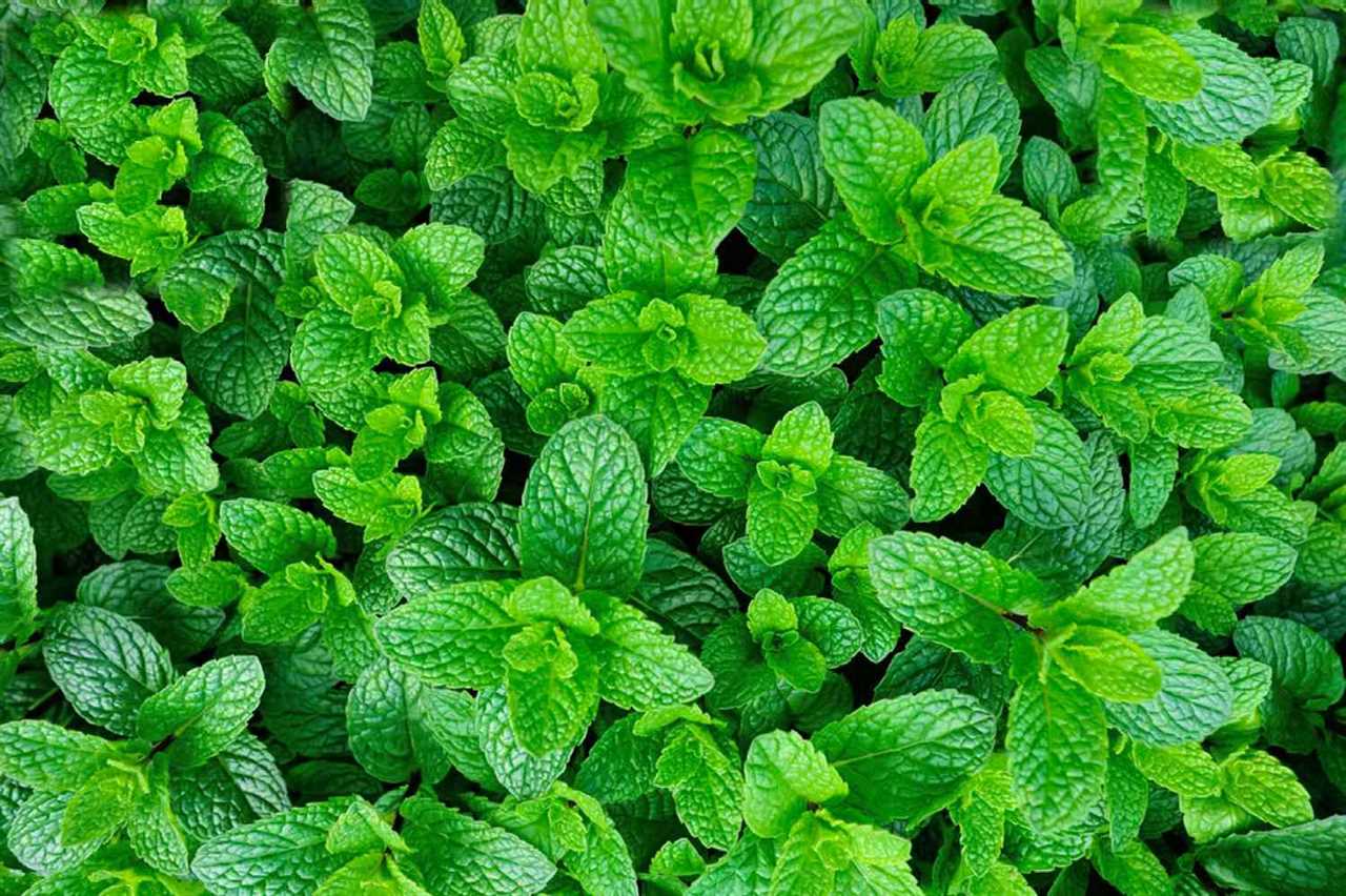 Perennial Herbs for the Garden