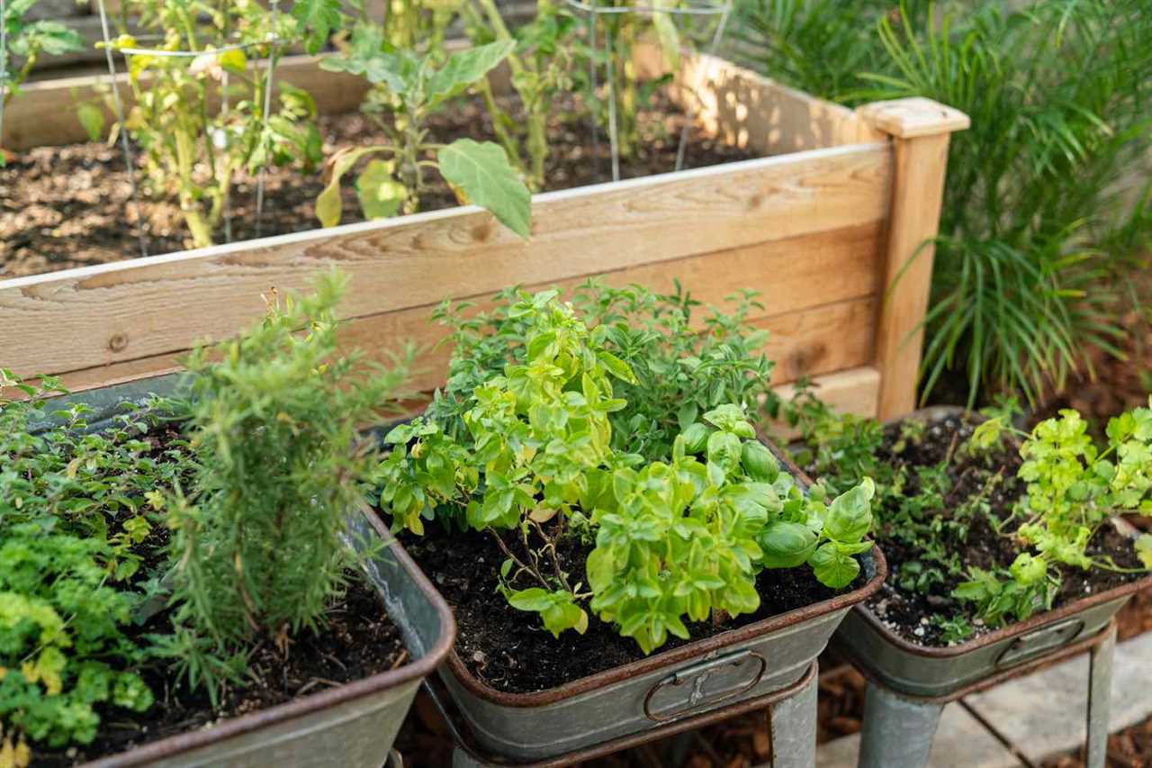 Perennial Herbs for the Garden