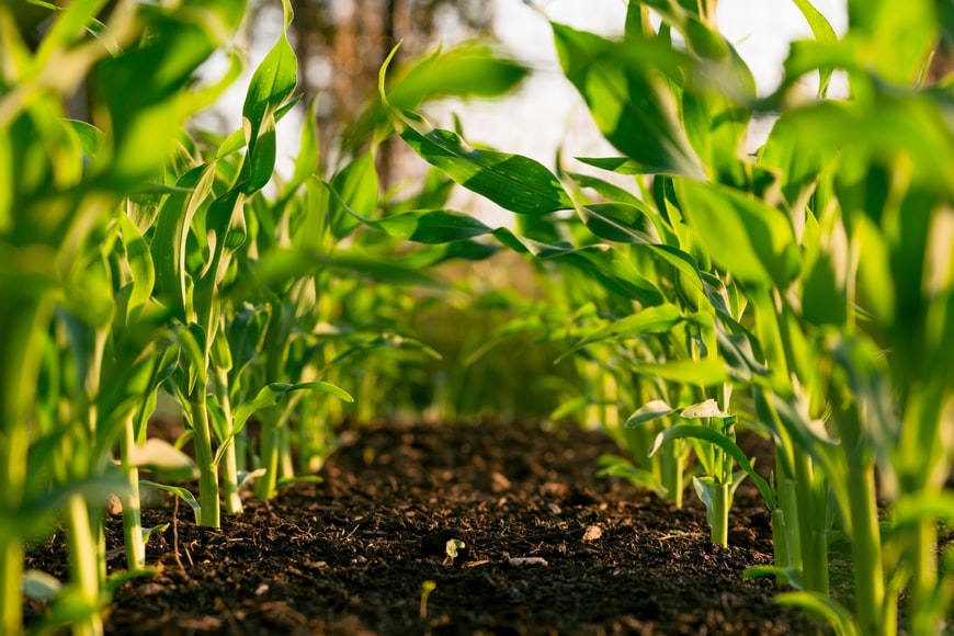 IIT graduate couple gives up high paying job in US, returns to India to set up a natural farm