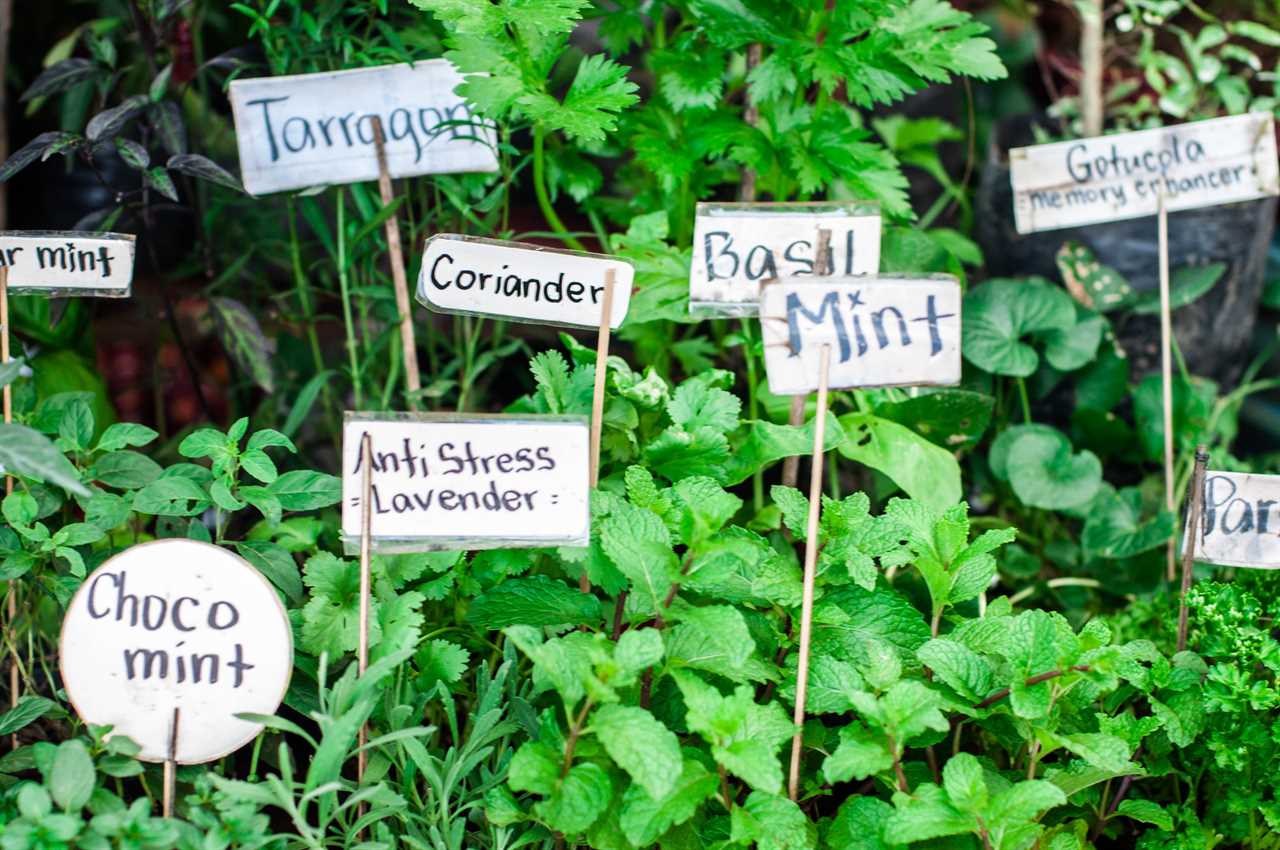 Harvesting Comfrey + DIY Herb Drying Rack