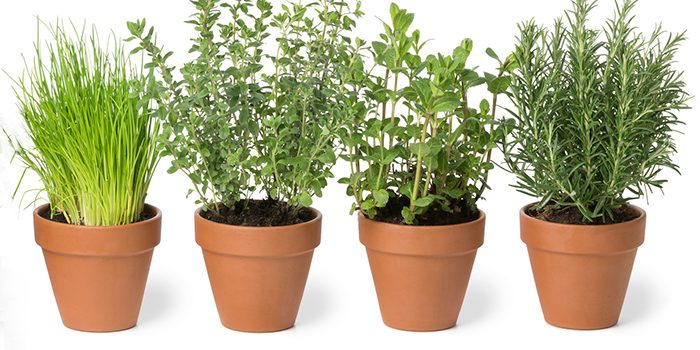 Easy Self Watering Patio Container Garden - Growing Herbs and Leafy Green Vegetables