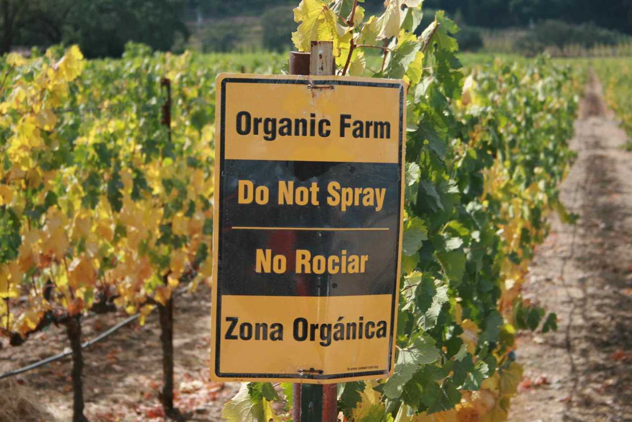 they doubted that it could be done... How to Actually get ORGANIC FRUIT from your Backyard Garden