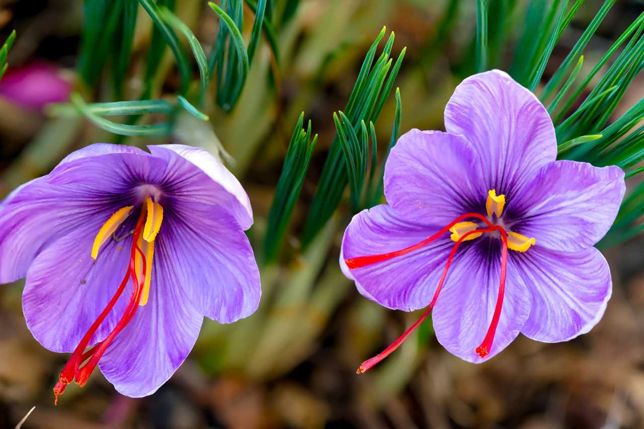 SAFFRON EXPLAINED! — What Is It & What Does Saffron Do? | Doctor ER