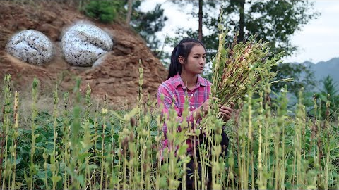 The Black Sesame Seeds Sowed 6 Months Ago Made Today’s Food