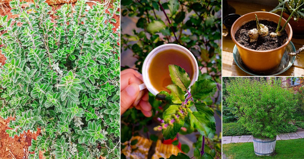 Herbs for making herbal teas for relaxation