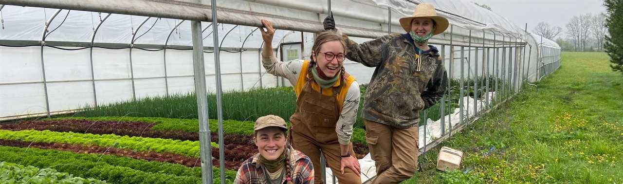 A Complete Guide to Digging & Planting Your First Vegetable Garden: Tomatoes, Peppers & Herbs