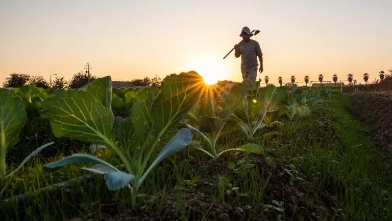 Organic farming and food justice