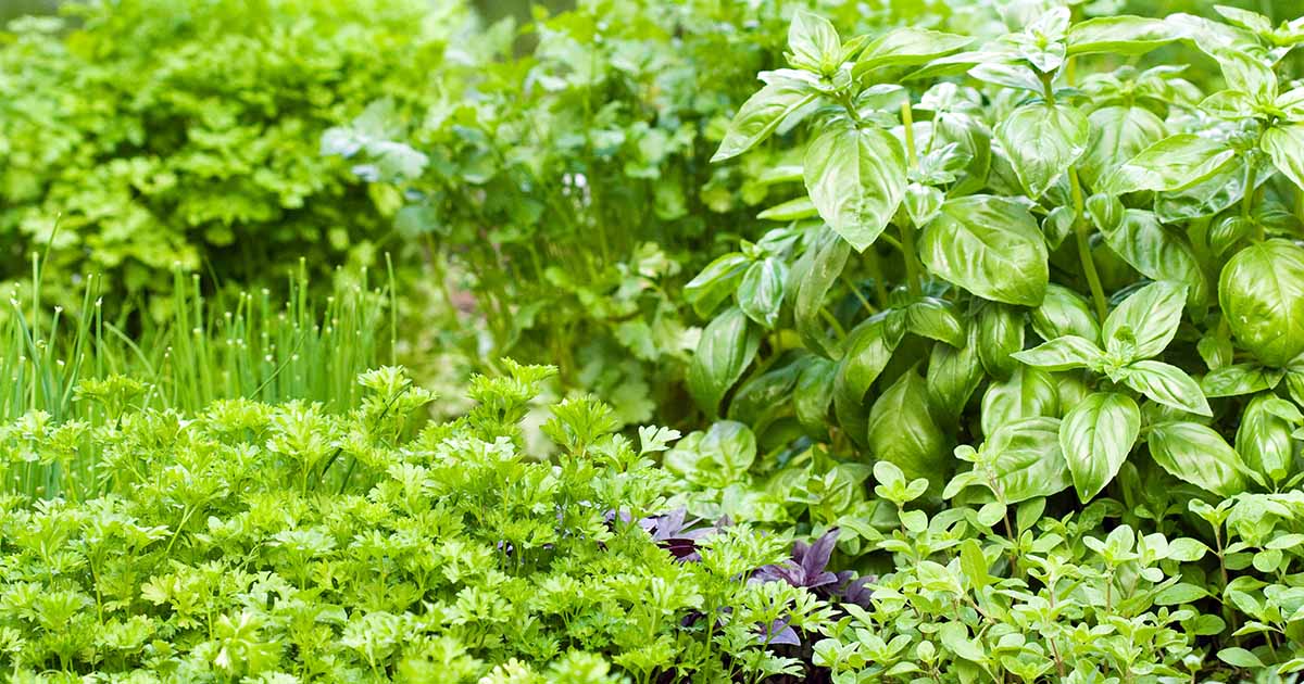 How to Grow Herb Plants in Water All Year Long - Save Money and Have an Endless Supply